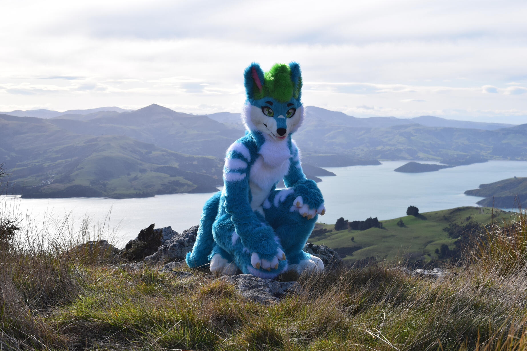 📸: Rocket. Akaroa