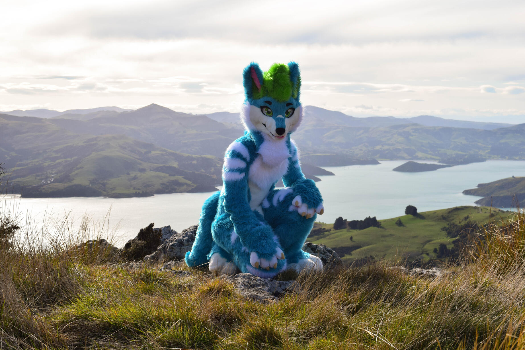 📸: Rocket. Akaroa