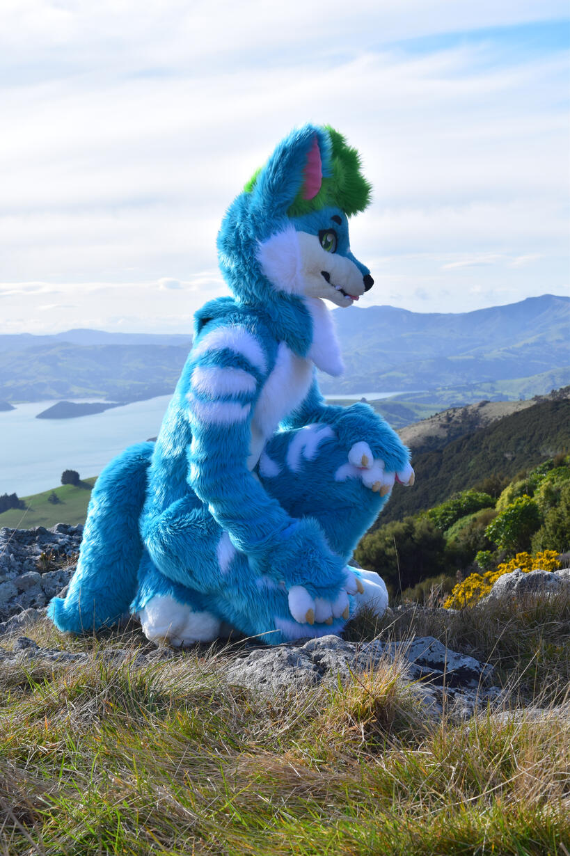 📸: Rocket. Akaroa